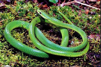 Loài rắn Boomslang với nọc độc cực kỳ nguy hiểm